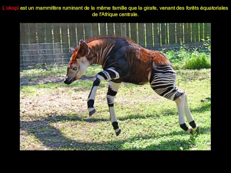 L’okapi est un mammifère ruminant de la même famille que la girafe,