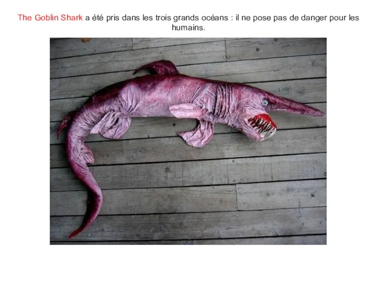 The Goblin Shark a été pris dans les trois grands océans :