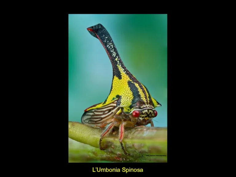 L’Umbonia Spinosa