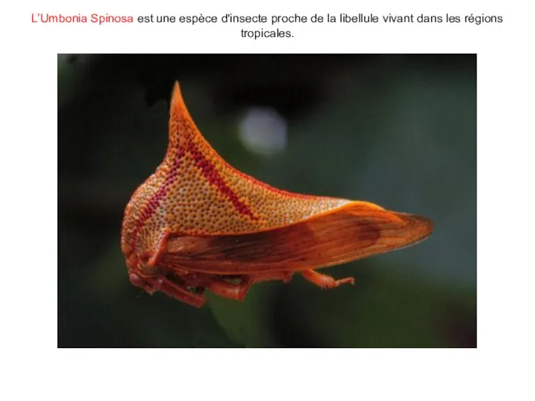 L’Umbonia Spinosa est une espèce d'insecte proche de la libellule vivant dans les régions tropicales.