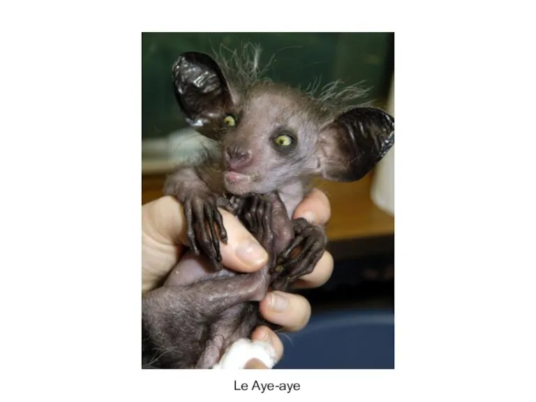 Le Aye-aye