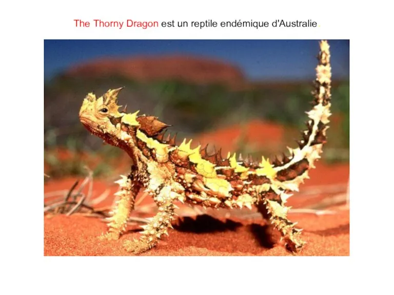 The Thorny Dragon est un reptile endémique d'Australie.