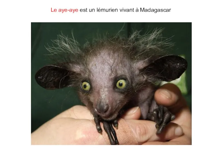 Le aye-aye est un lémurien vivant à Madagascar