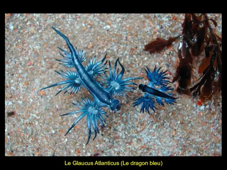 Le Glaucus Atlanticus (Le dragon bleu)