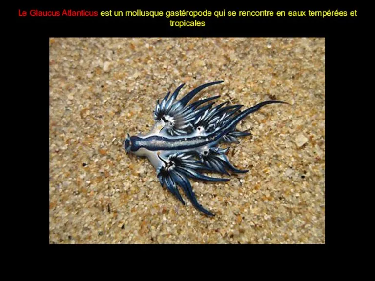 Le Glaucus Atlanticus est un mollusque gastéropode qui se rencontre en eaux tempérées et tropicales