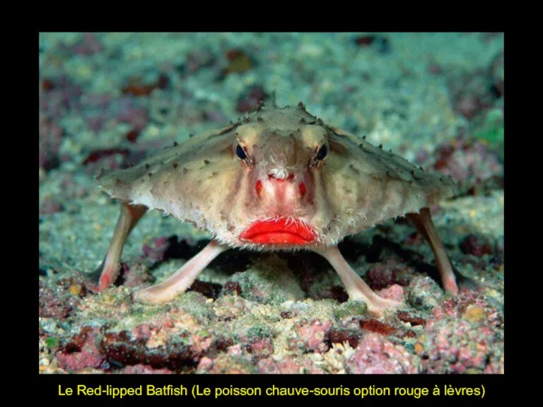 Le Red-lipped Batfish (Le poisson chauve-souris option rouge à lèvres)