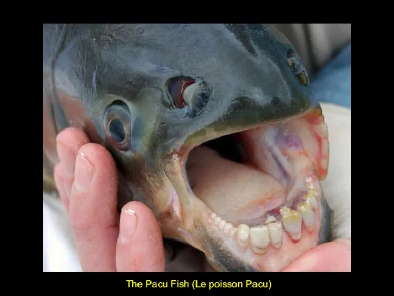 The Pacu Fish (Le poisson Pacu)