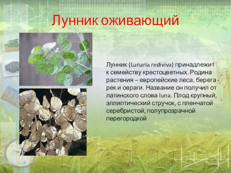 Лунник оживающий Лунник (Lunaria rediviva) принадлежит к семейству крестоцветных. Родина растения –