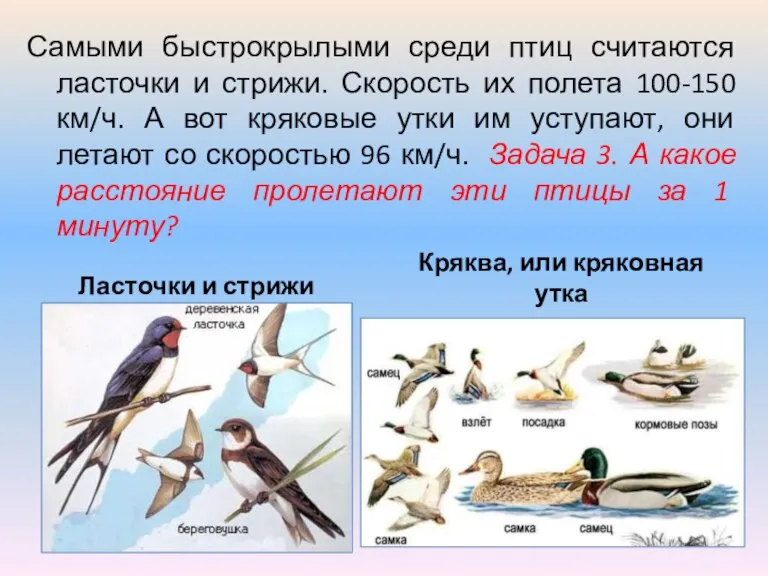 Самыми быстрокрылыми среди птиц считаются ласточки и стрижи. Скорость их полета 100-150