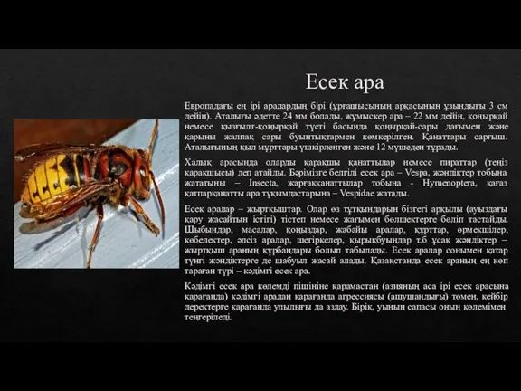 Есек ара Европадағы ең ірі аралардың бірі (ұрғашысының арқасының ұзындығы 3 см