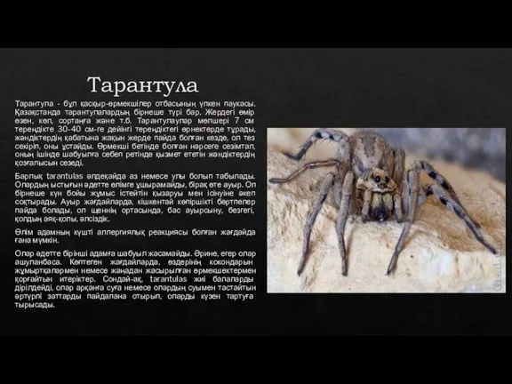 Тарантула Тарантула - бұл қасқыр-өрмекшілер отбасының үлкен паукасы. Қазақстанда тарантулалардың бірнеше түрі
