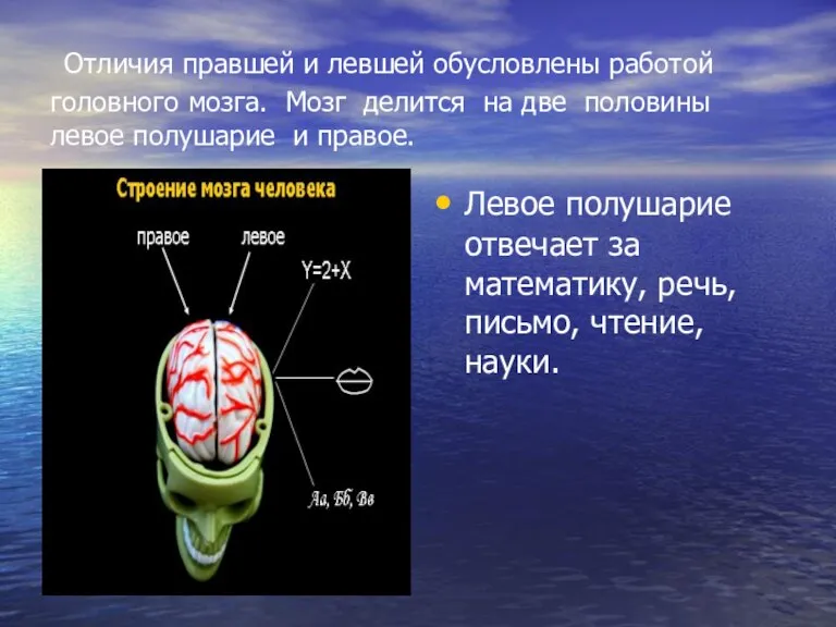 Отличия правшей и левшей обусловлены работой головного мозга. Мозг делится на две
