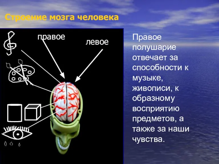 правое левое Строение мозга человека Правое полушарие отвечает за способности к музыке,