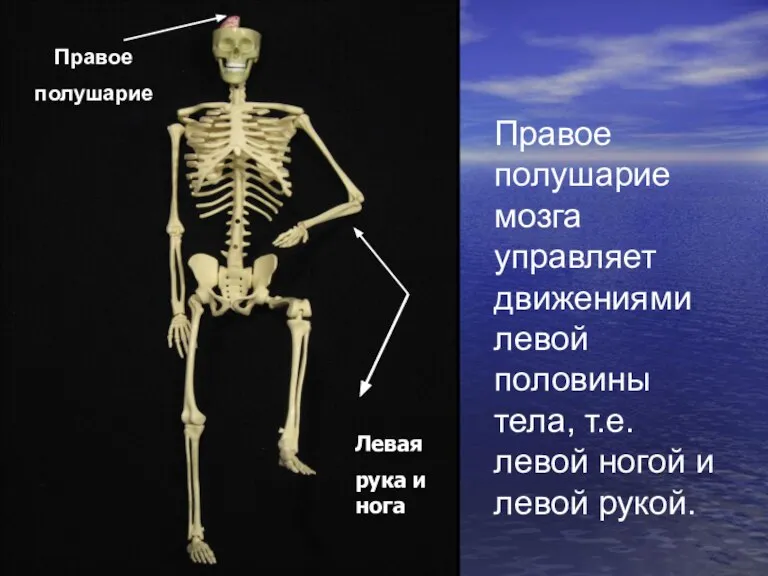 Правое полушарие Левая рука и нога Правое полушарие мозга управляет движениями левой