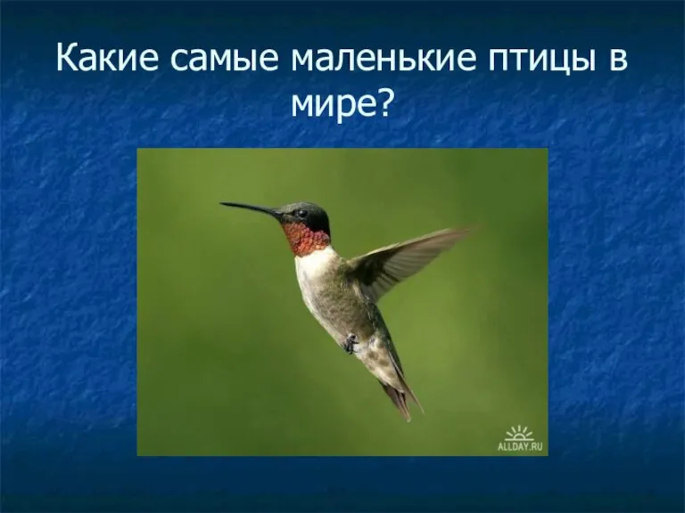 Какие самые маленькие птицы в мире?