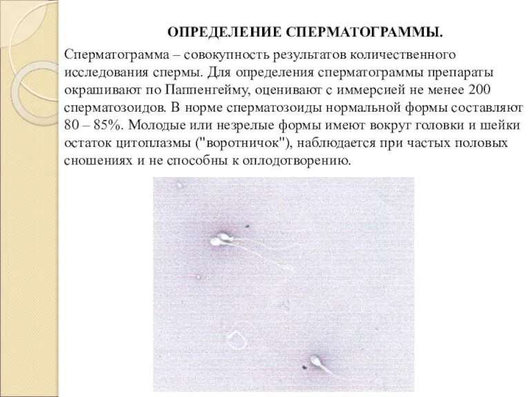 ОПРЕДЕЛЕНИЕ СПЕРМАТОГРАММЫ. Сперматограмма – совокупность результатов количественного исследования спермы. Для определения сперматограммы