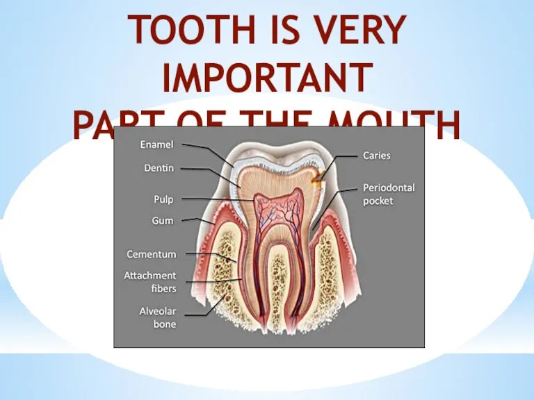 TOOTH IS VERY IMPORTANT PART OF THE MOUTH