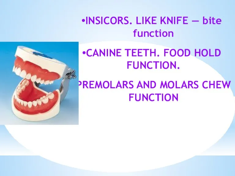 INSICORS. LIKE KNIFE — bite function CANINE TEETH. FOOD HOLD FUNCTION. PREMOLARS AND MOLARS CHEW FUNCTION