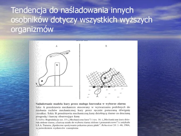 Tendencja do naśladowania innych osobników dotyczy wszystkich wyższych organizmów