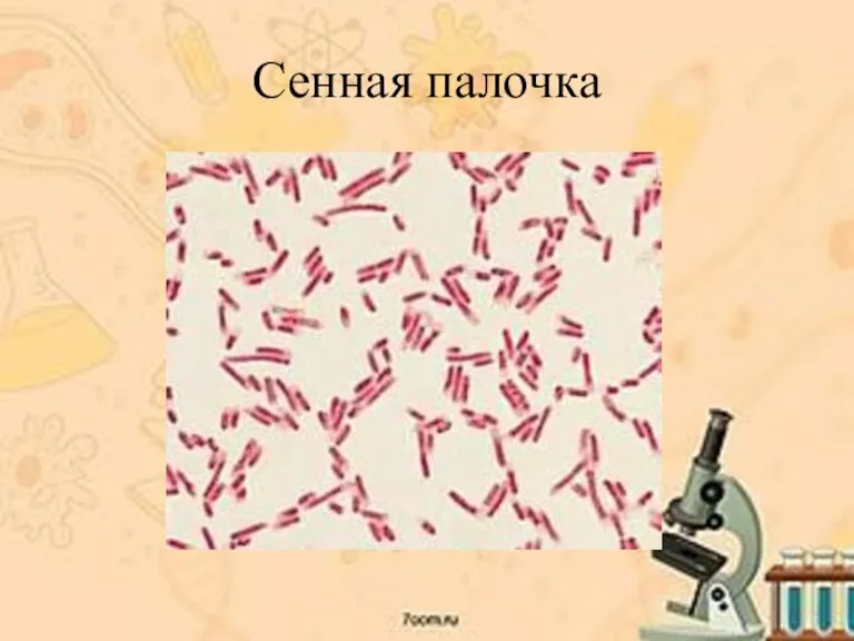 Сенная палочка