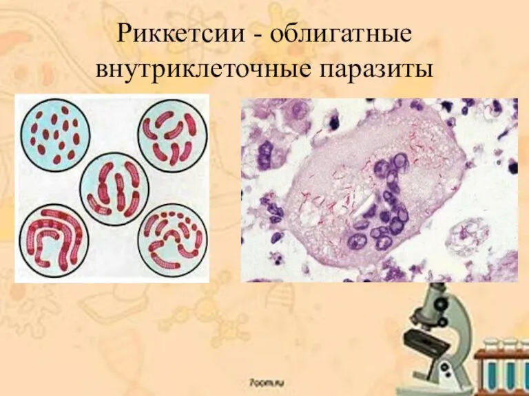 Риккетсии - облигатные внутриклеточные паразиты