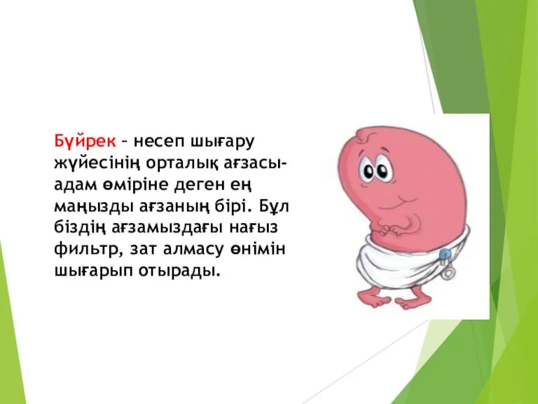 Бүйрек – несеп шығару жүйесінің орталық ағзасы- адам өміріне деген ең маңызды