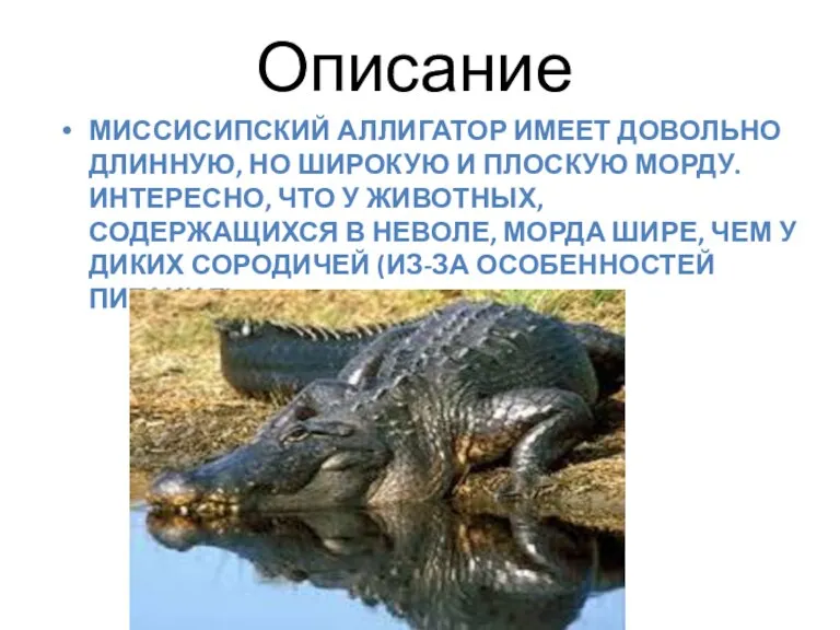 Описание МИССИСИПСКИЙ АЛЛИГАТОР ИМЕЕТ ДОВОЛЬНО ДЛИННУЮ, НО ШИРОКУЮ И ПЛОСКУЮ МОРДУ. ИНТЕРЕСНО,