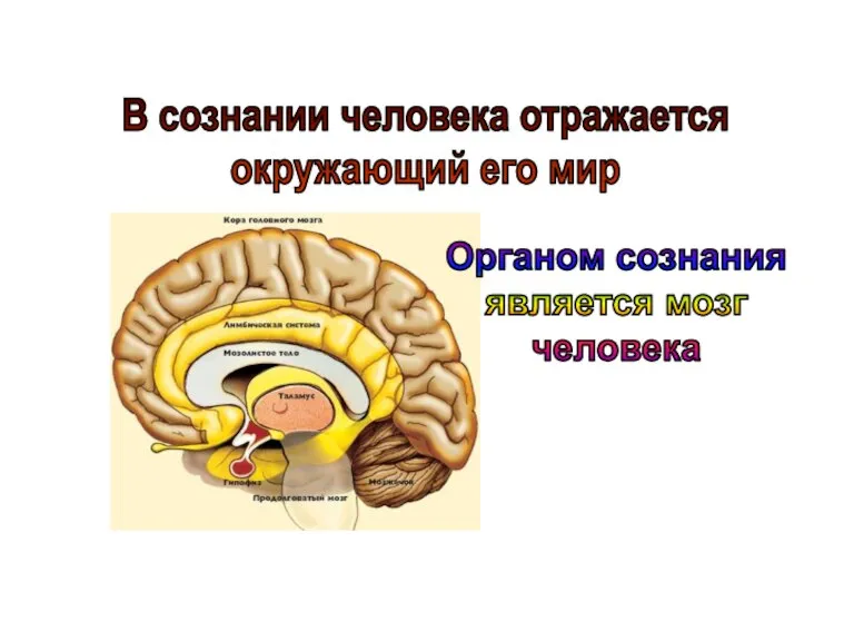 В сознании человека отражается окружающий его мир Органом сознания является мозг человека