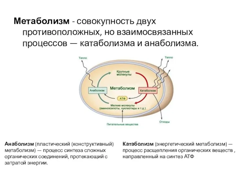 Метаболизм - совокупность двух противоположных, но взаимосвязанных процессов — катаболизма и анаболизма.