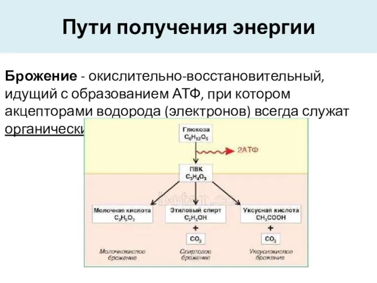 Пути получения энергии Брожение - окислительно-восстановительный, идущий с образованием АТФ, при котором