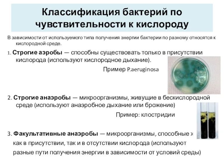 Классификация бактерий по чувствительности к кислороду В зависимости от используемого типа получения