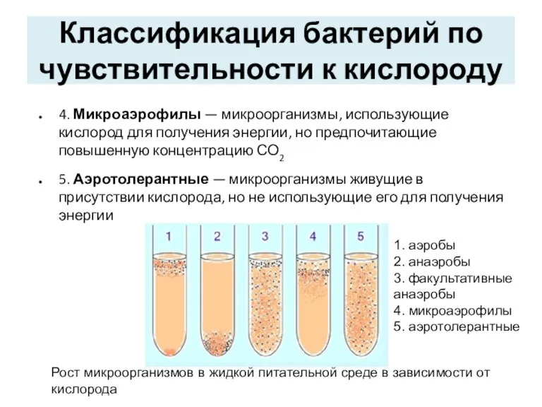 4. Микроаэрофилы — микроорганизмы, использующие кислород для получения энергии, но предпочитающие повышенную