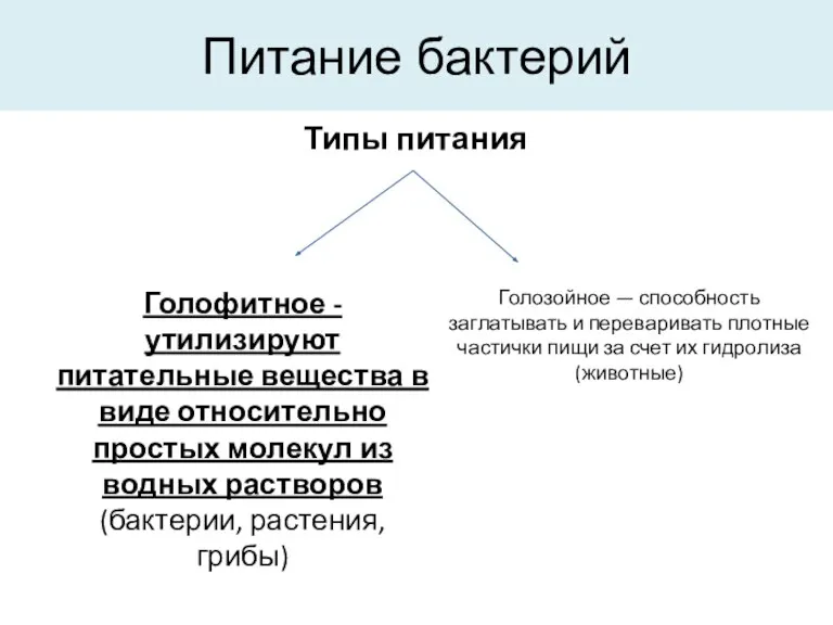 Питание бактерий Типы питания