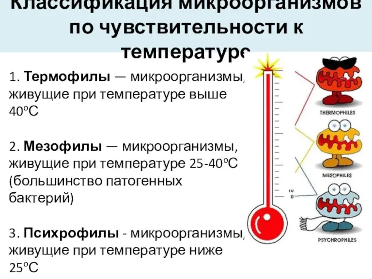 Классификация микроорганизмов по чувствительности к температуре 1. Термофилы — микроорганизмы, живущие при