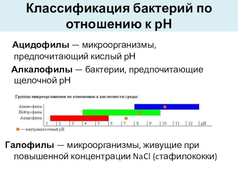 Классификация бактерий по отношению к рН Ацидофилы — микроорганизмы, предпочитающий кислый рН