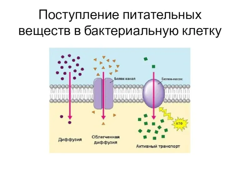 Поступление питательных веществ в бактериальную клетку