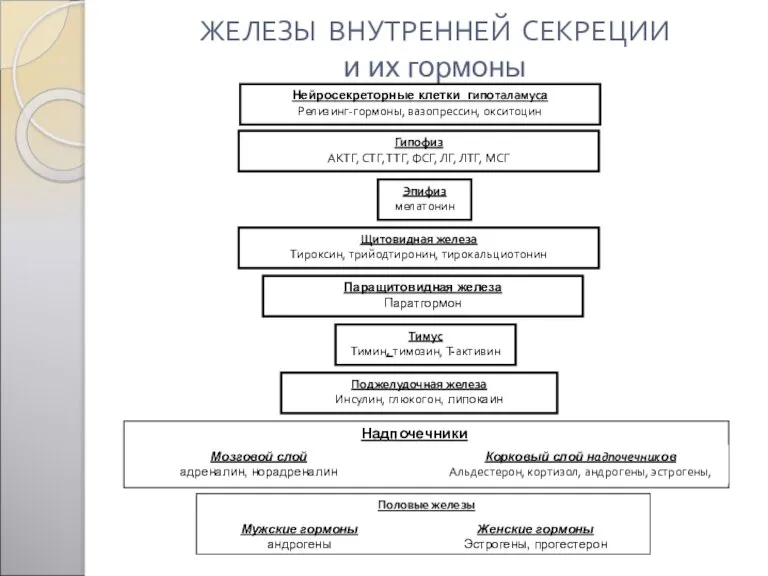 ЖЕЛЕЗЫ ВНУТРЕННЕЙ СЕКРЕЦИИ и их гормоны Нейросекреторные клетки гипоталамуса Релизинг-гормоны, вазопрессин, окситоцин