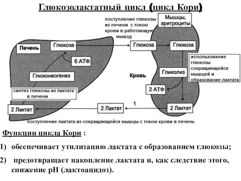 Глюкозолактатный цикл (цикл Кори) Функции цикла Кори : обеспечивает утилизацию лактата c