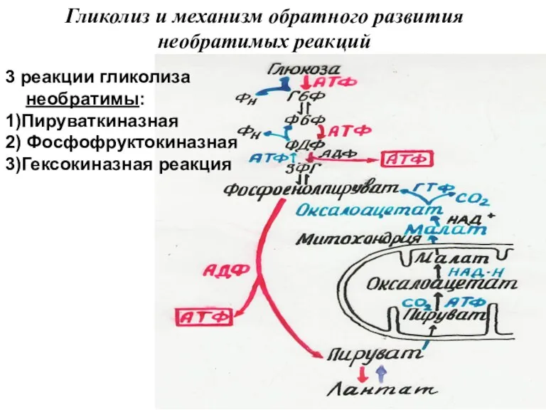 Гликолиз и механизм обратного развития необратимых реакций 3 реакции гликолиза необратимы: 1)Пируваткиназная 2) Фосфофруктокиназная 3)Гексокиназная реакция