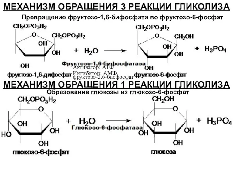 МЕХАНИЗМ ОБРАЩЕНИЯ 3 РЕАКЦИИ ГЛИКОЛИЗА Превращение фруктозо-1,6-бифосфата во фруктозо-6-фосфат МЕХАНИЗМ ОБРАЩЕНИЯ 1