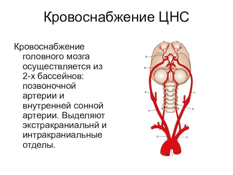Кровоснабжение ЦНС Кровоснабжение головного мозга осуществляется из 2-х бассейнов: позвоночной артерии и