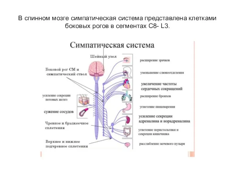 В спинном мозге симпатическая система представлена клетками боковых рогов в сегментах С8- L3.