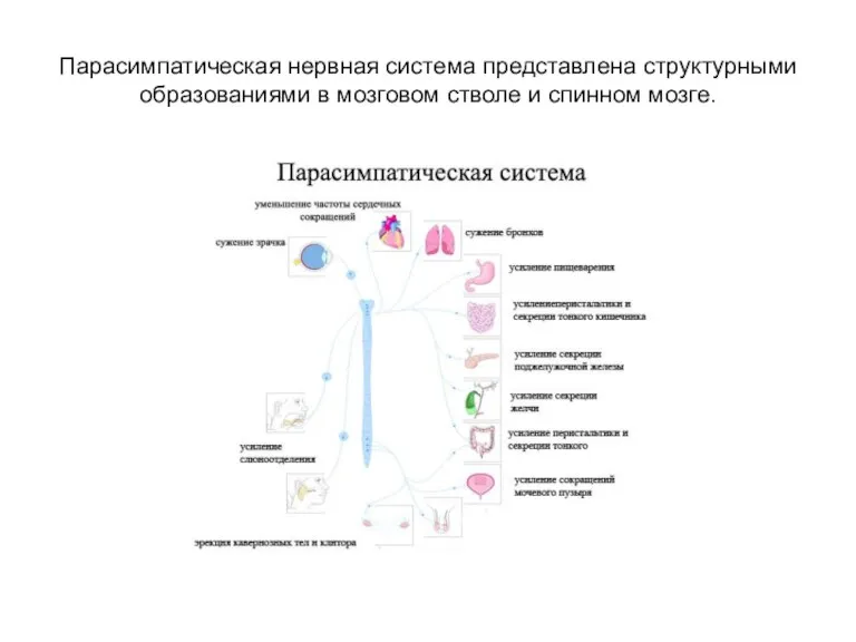 Парасимпатическая нервная система представлена структурными образованиями в мозговом стволе и спинном мозге.