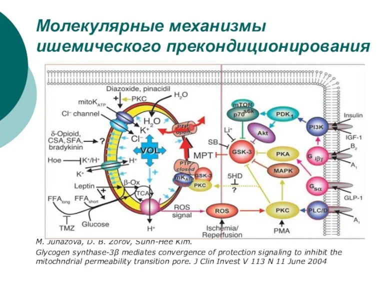 Молекулярные механизмы ишемического прекондиционирования М. Juhazova, D. B. Zorov, Suhn-Hee Kim. Glycogen