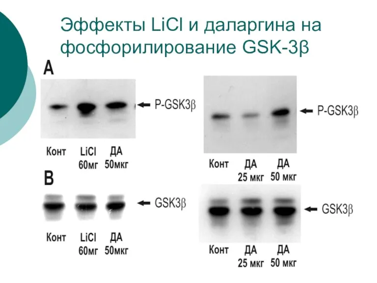 Эффекты LiCl и даларгина на фосфорилирование GSK-3β