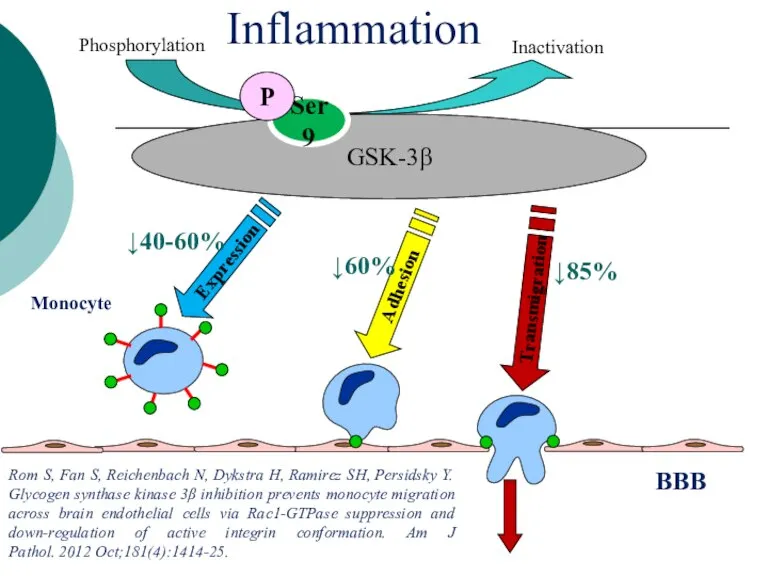 Adhesion Transmigration GSK-3β BBB ↓60% Monocyte Ser9 Phosphorylation Inactivation P Inflammation ↓85%