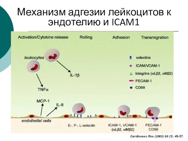 Cardiovasc Res (2003) 60 (1): 49-57. Механизм адгезии лейкоцитов к эндотелию и ICAM1