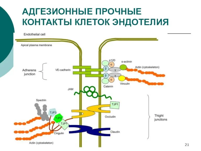 АДГЕЗИОННЫЕ ПРОЧНЫЕ КОНТАКТЫ КЛЕТОК ЭНДОТЕЛИЯ прекондиционирование