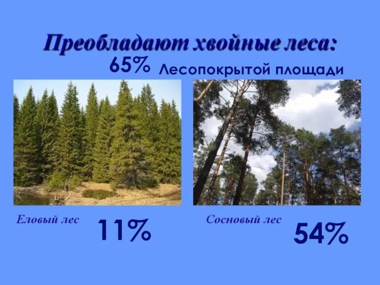 65% Лесопокрытой площади 11% 54%