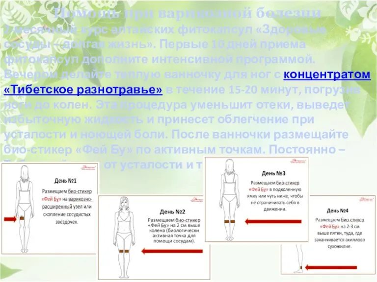 Помощь при варикозной болезни 2-месячный курс алтайских фитокапсул «Здоровые сосуды – долгая